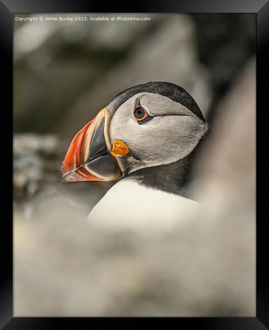 The Puffin's Pristine Portrait Framed Print by Aimie Burley