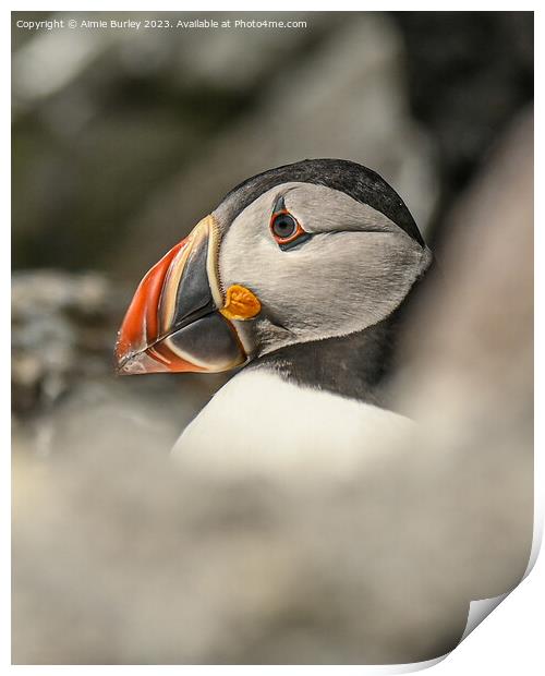 The Puffin's Pristine Portrait Print by Aimie Burley