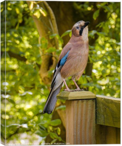 The Inquisitive Blue Jay Canvas Print by Rowena Ko
