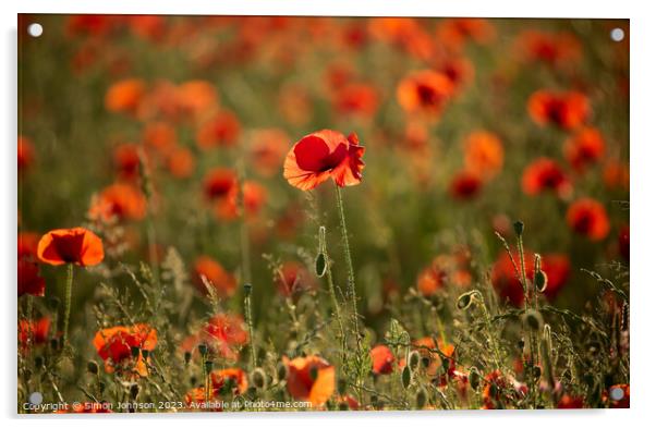 sunlit Poppy  field Acrylic by Simon Johnson