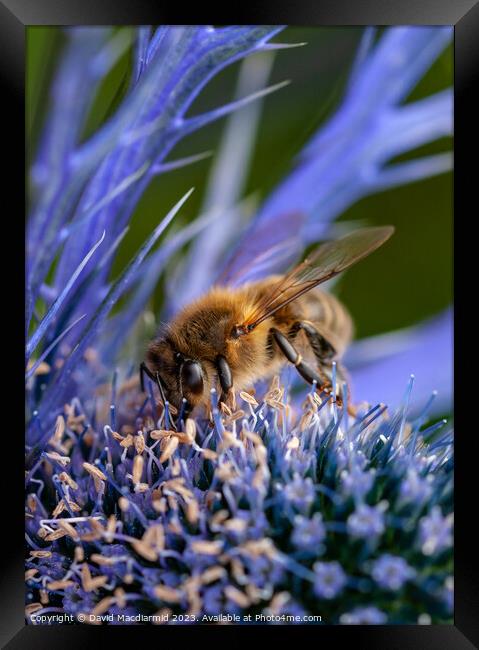 Bee on Sea Holly Framed Print by David Macdiarmid