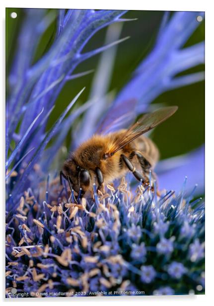 Bee on Sea Holly Acrylic by David Macdiarmid