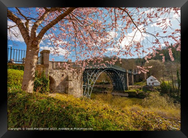 Iron Bridge Blossom Framed Print by David Macdiarmid