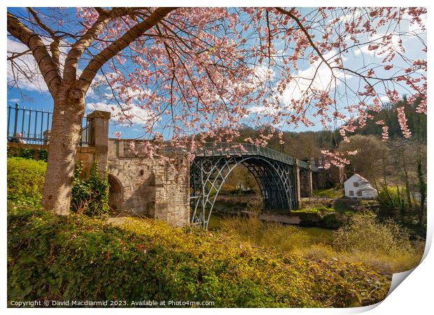 Iron Bridge Blossom Print by David Macdiarmid