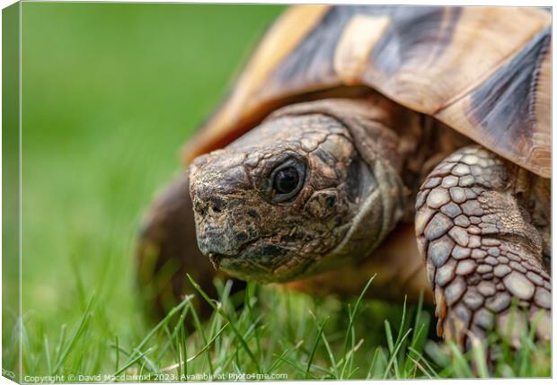 A tortoise in the grass Canvas Print by David Macdiarmid