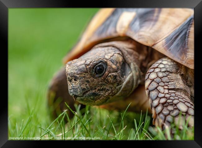 A tortoise in the grass Framed Print by David Macdiarmid