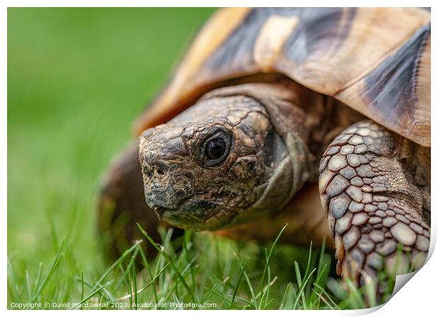 A tortoise in the grass Print by David Macdiarmid