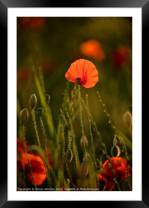 sunlit Poppy flower Framed Mounted Print by Simon Johnson