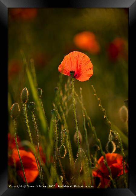 sunlit Poppy flower Framed Print by Simon Johnson