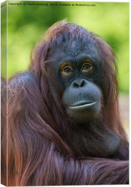 Soulful Orangutan Portrait Canvas Print by rawshutterbug 