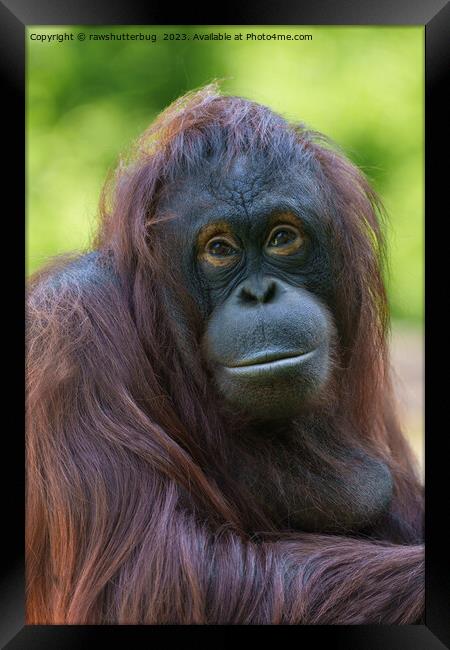 Soulful Orangutan Portrait Framed Print by rawshutterbug 