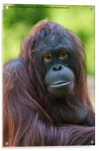 Soulful Orangutan Portrait Acrylic by rawshutterbug 