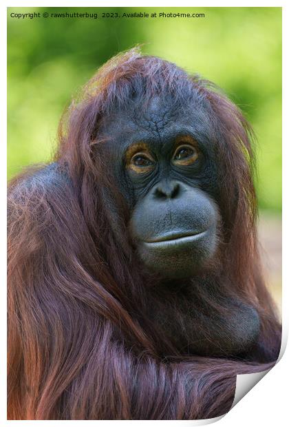 Soulful Orangutan Portrait Print by rawshutterbug 