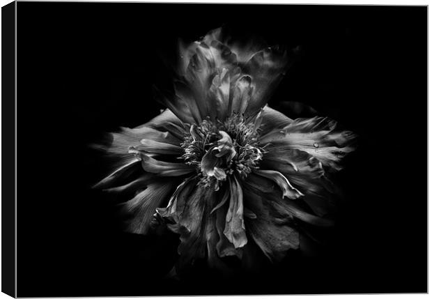 Backyard Flowers In Black And White 49 Canvas Print by Brian Carson