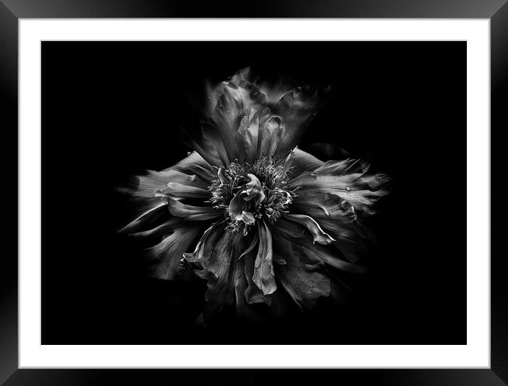Backyard Flowers In Black And White 49 Framed Mounted Print by Brian Carson