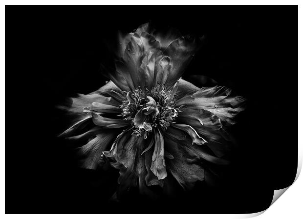 Backyard Flowers In Black And White 49 Print by Brian Carson