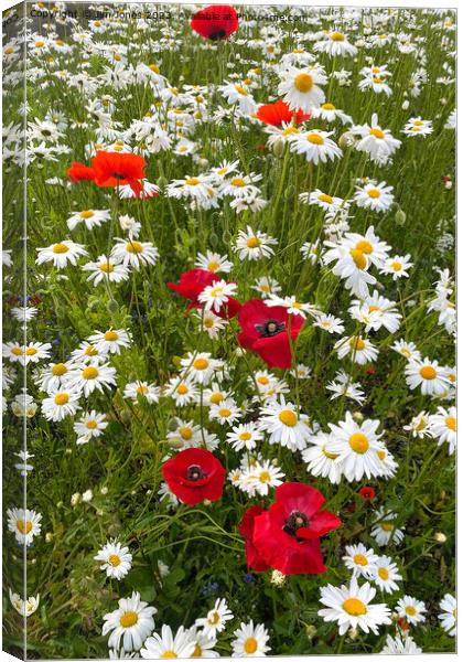 English Wild Flowers - Ox-eye Daisies and Poppies - Portrait Canvas Print by Jim Jones