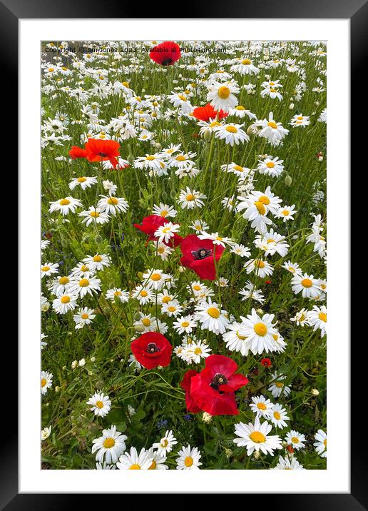 English Wild Flowers - Ox-eye Daisies and Poppies - Portrait Framed Mounted Print by Jim Jones