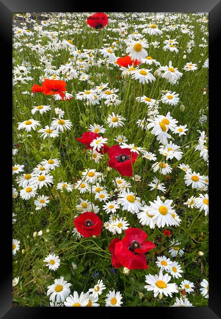 English Wild Flowers - Ox-eye Daisies and Poppies - Portrait Framed Print by Jim Jones
