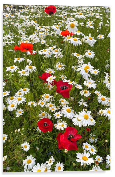 English Wild Flowers - Ox-eye Daisies and Poppies - Portrait Acrylic by Jim Jones
