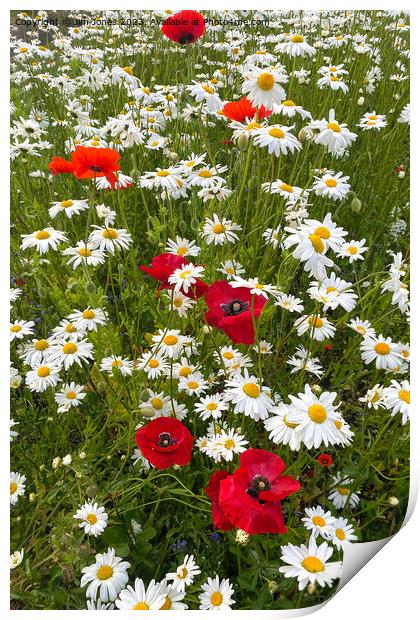English Wild Flowers - Ox-eye Daisies and Poppies - Portrait Print by Jim Jones