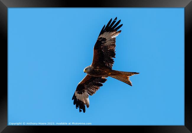 Freedom. Framed Print by Anthony Moore