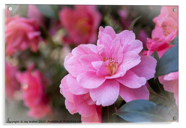 A pink Camelia flower Acrylic by Joy Walker