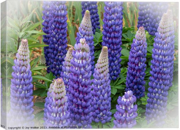 Blue lupins with a white vignette Canvas Print by Joy Walker
