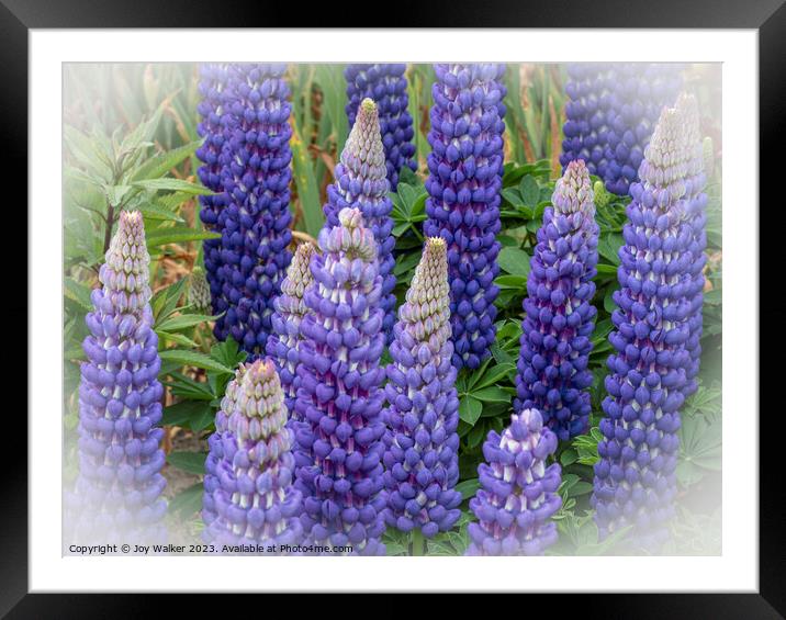 Blue lupins with a white vignette Framed Mounted Print by Joy Walker