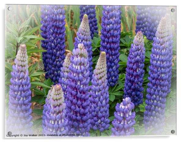 Blue lupins with a white vignette Acrylic by Joy Walker