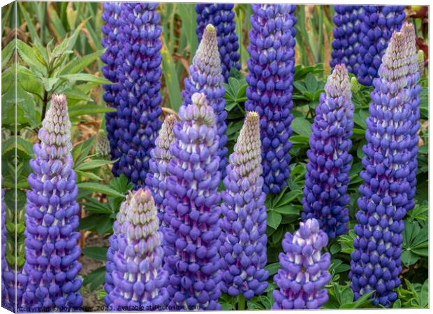 A patch of  blue lupin flowers Canvas Print by Joy Walker