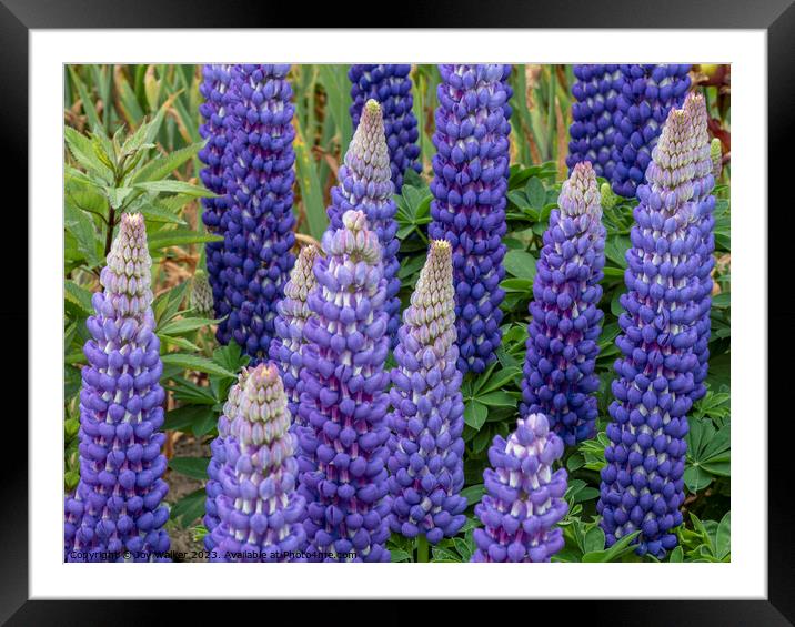 A patch of  blue lupin flowers Framed Mounted Print by Joy Walker