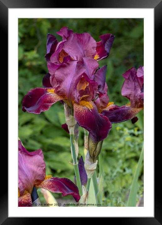 Dark red Iris in full flower Framed Mounted Print by Joy Walker