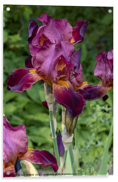Dark red Iris in full flower Acrylic by Joy Walker