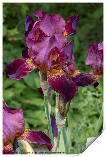 Dark red Iris in full flower Print by Joy Walker