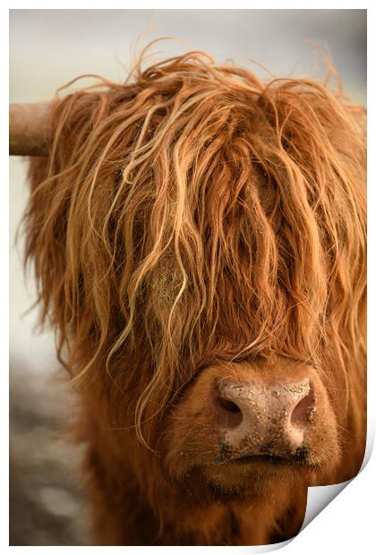 Highland Cow Print by Duncan Loraine