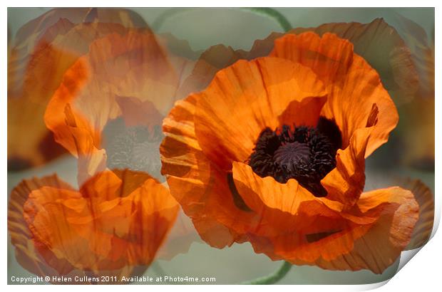 POPPIES Print by Helen Cullens
