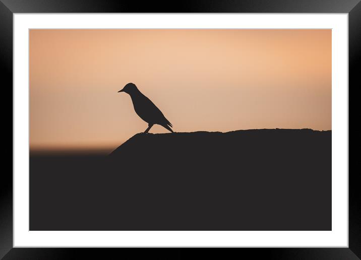 Starling Silhouette at Sunset Framed Mounted Print by Duncan Loraine