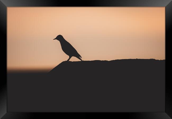 Starling Silhouette at Sunset Framed Print by Duncan Loraine