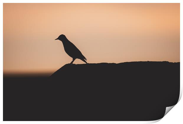 Starling Silhouette at Sunset Print by Duncan Loraine