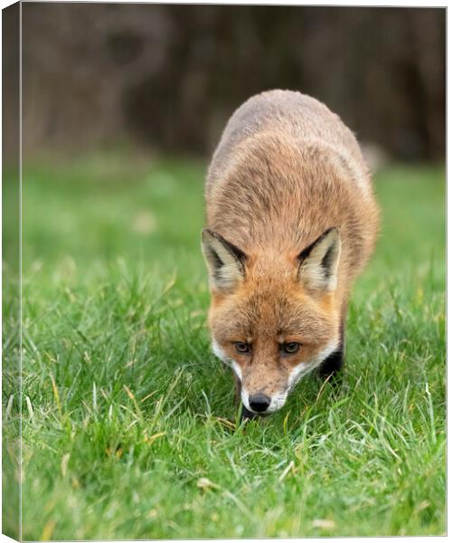 Red fox on the prowl Canvas Print by Jonathan Thirkell