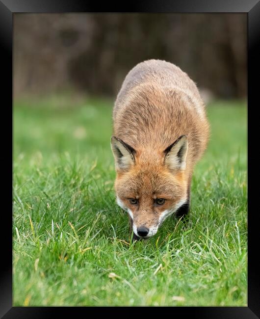 Red fox on the prowl Framed Print by Jonathan Thirkell