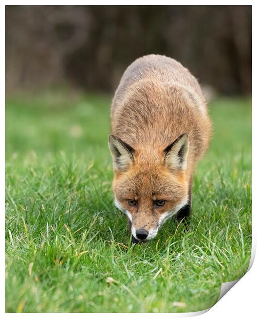 Red fox on the prowl Print by Jonathan Thirkell