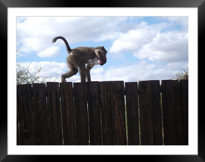 Cheeky Monkey Framed Mounted Print by Stu Green