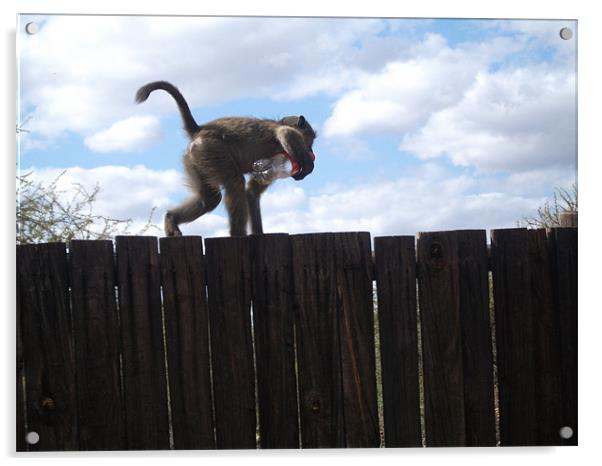 Cheeky Monkey Acrylic by Stu Green
