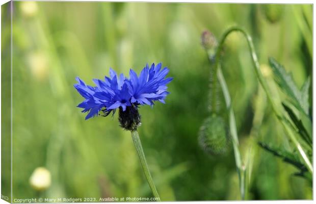 Cornflower Canvas Print by Mary M Rodgers
