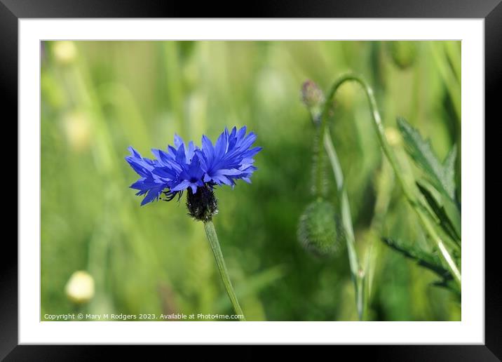 Cornflower Framed Mounted Print by Mary M Rodgers