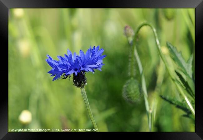 Cornflower Framed Print by Mary M Rodgers