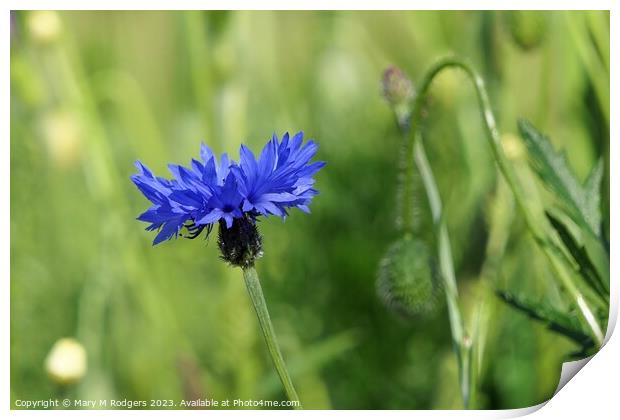 Cornflower Print by Mary M Rodgers