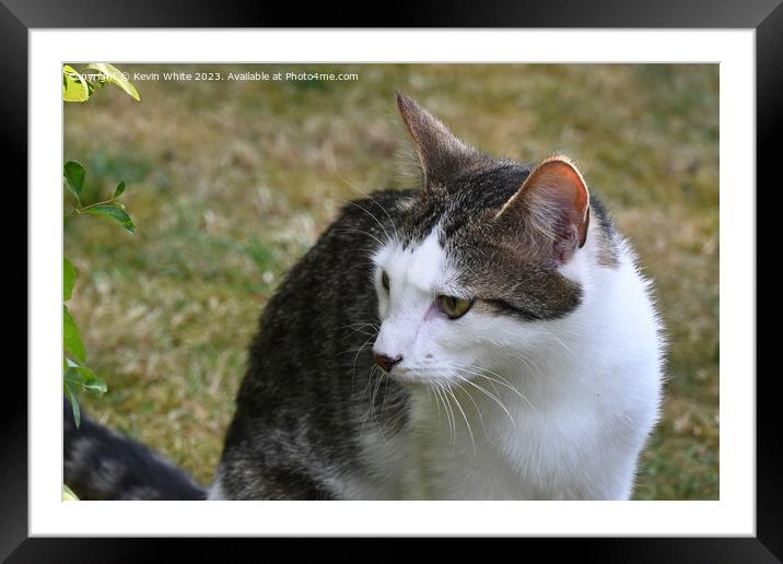 Pretty cat has spotted something Framed Mounted Print by Kevin White
